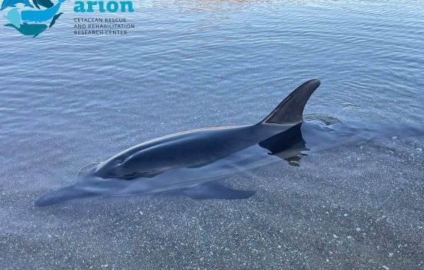 ΣΚΥΡΟΣ: Δελφίνι βγήκε στα ρηχά στην παραλία Αχίλλι